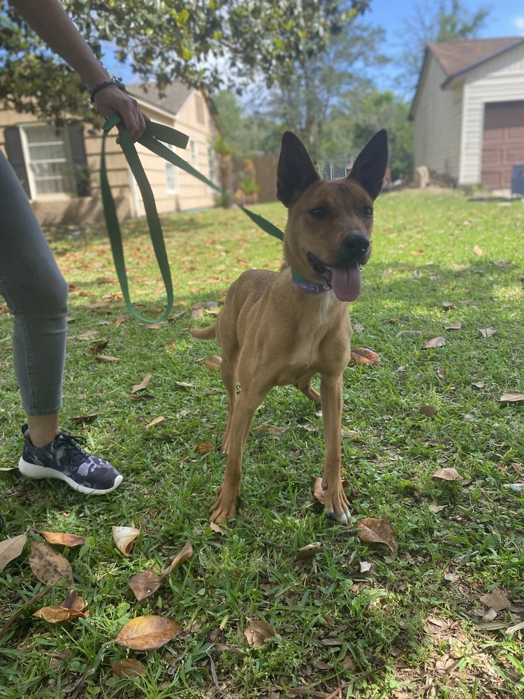 Merida, an adoptable Redbone Coonhound, Shepherd in Bangor, ME, 04401 | Photo Image 3