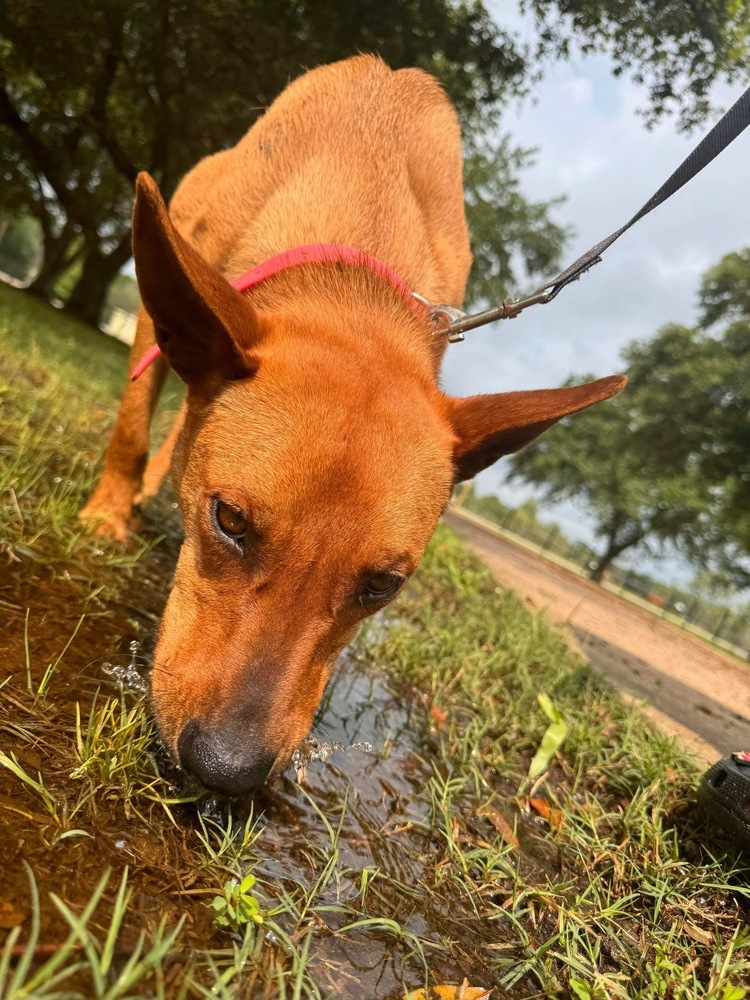 Merida, an adoptable Redbone Coonhound, Shepherd in Bangor, ME, 04401 | Photo Image 3