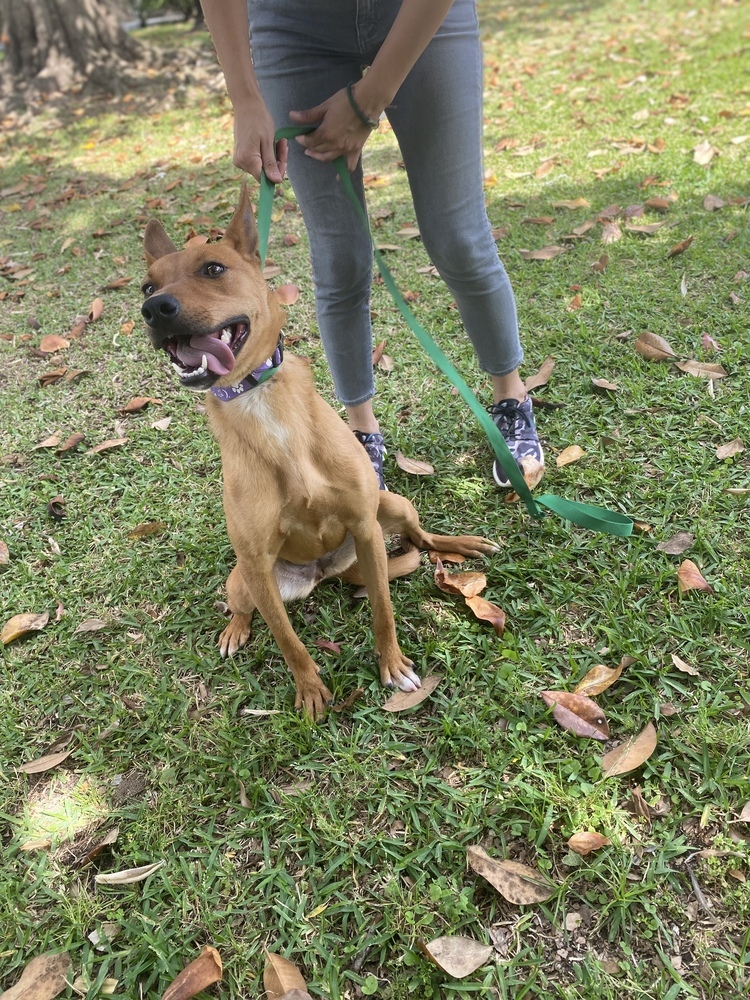 Merida, an adoptable Redbone Coonhound, Shepherd in Bangor, ME, 04401 | Photo Image 5