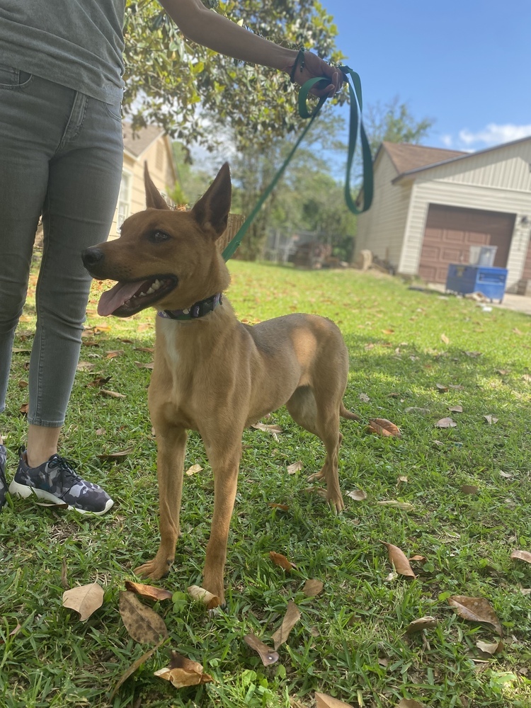 Merida, an adoptable Redbone Coonhound, Shepherd in Bangor, ME, 04401 | Photo Image 5