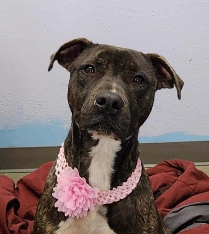 Liza 2, an adoptable Pit Bull Terrier in Bangor, ME, 04401 | Photo Image 1