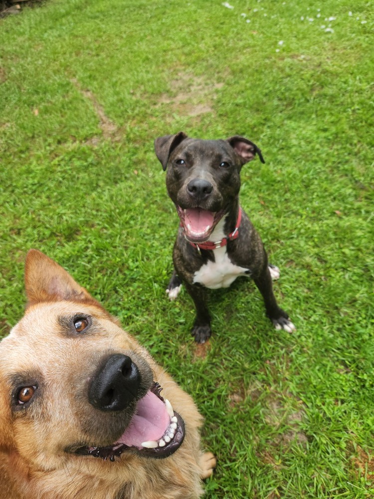 Liza 2, an adoptable Pit Bull Terrier in Bangor, ME, 04401 | Photo Image 2