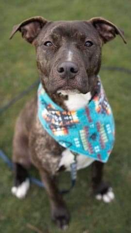 Liza 2, an adoptable Pit Bull Terrier in Bangor, ME, 04401 | Photo Image 2