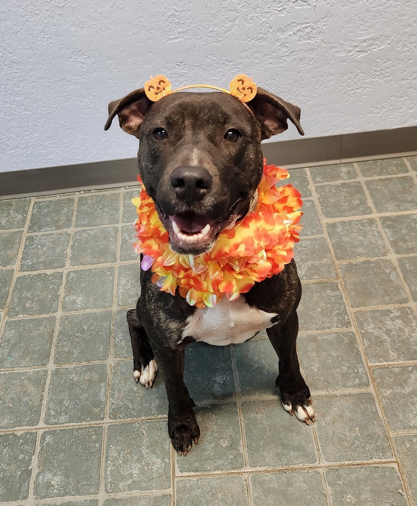 Liza 2, an adoptable Pit Bull Terrier in Bangor, ME, 04401 | Photo Image 3