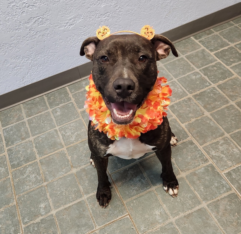 Liza 2, an adoptable Pit Bull Terrier in Bangor, ME, 04401 | Photo Image 4