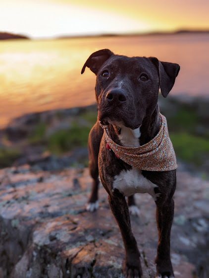 Liza 2, an adoptable Pit Bull Terrier in Bangor, ME, 04401 | Photo Image 4