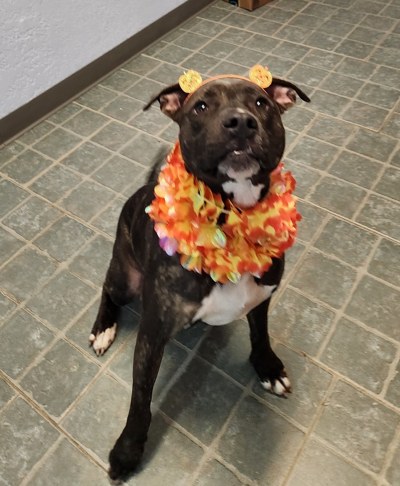 Liza 2, an adoptable Pit Bull Terrier in Bangor, ME, 04401 | Photo Image 6