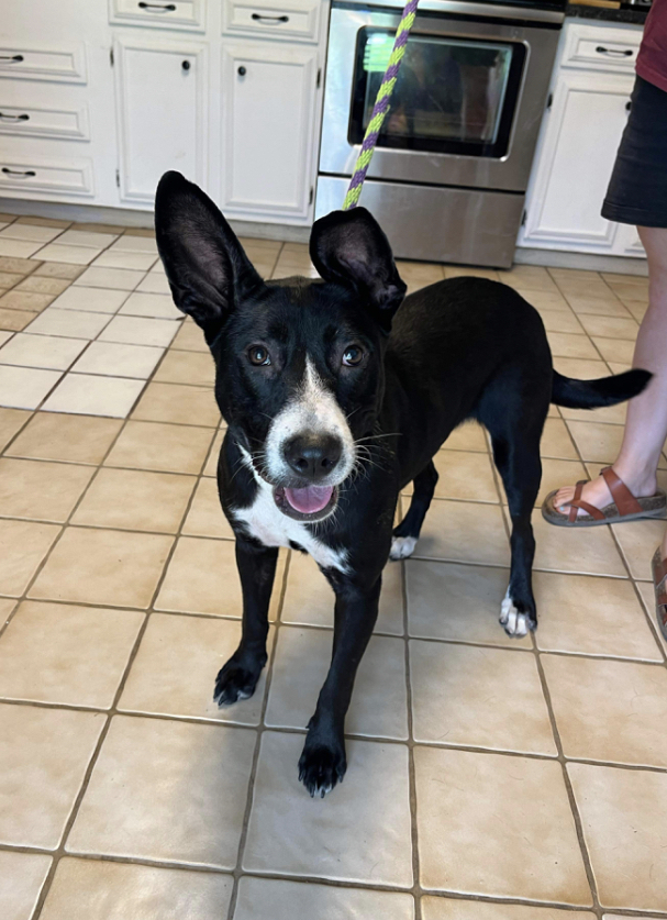 Koni #48631, an adoptable Border Collie, Hound in Hooksett, NH, 03106 | Photo Image 1