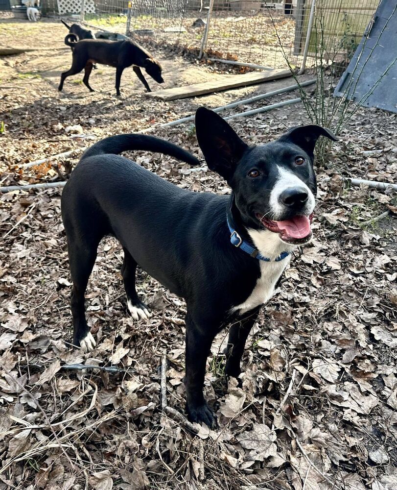 Koni #48631, an adoptable Border Collie, Hound in Hooksett, NH, 03106 | Photo Image 2