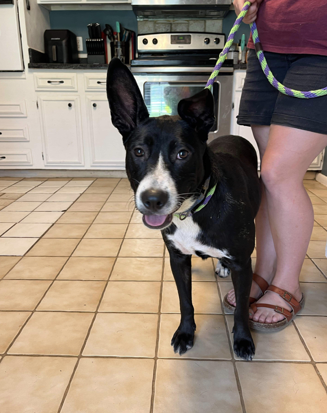 Koni #48631, an adoptable Border Collie, Hound in Hooksett, NH, 03106 | Photo Image 3