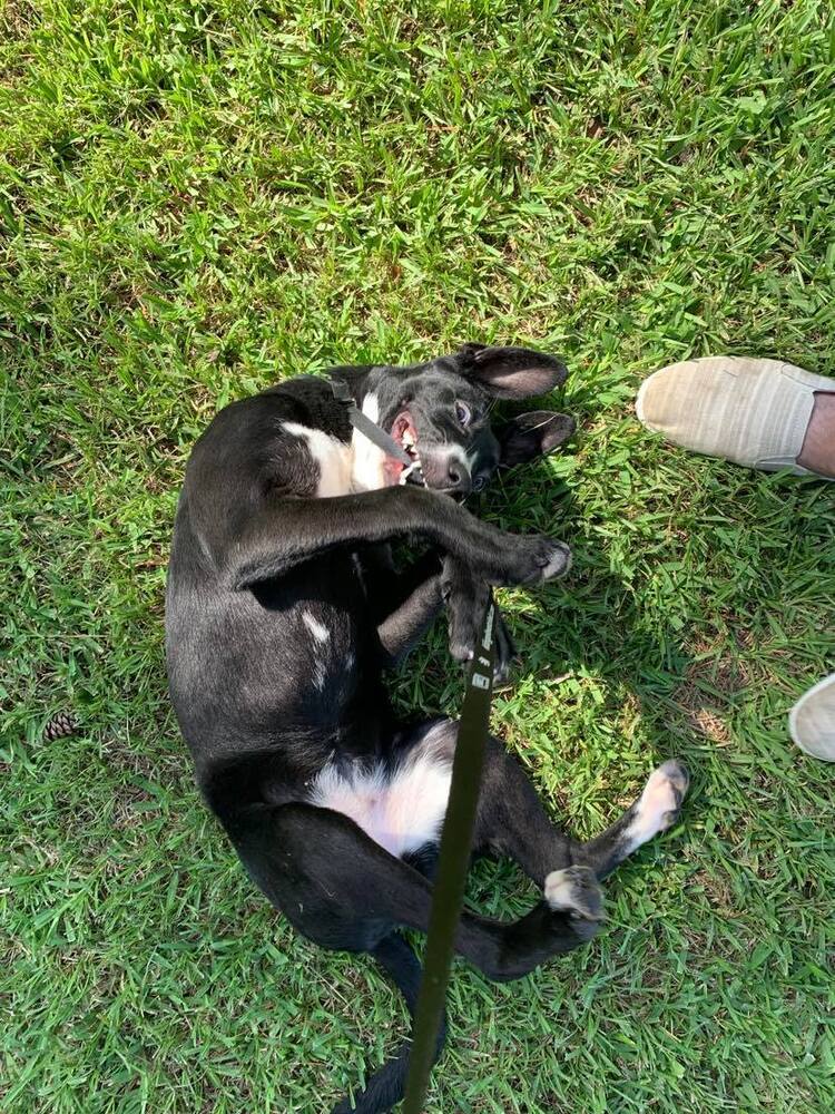 Koni #48631, an adoptable Border Collie, Hound in Hooksett, NH, 03106 | Photo Image 5