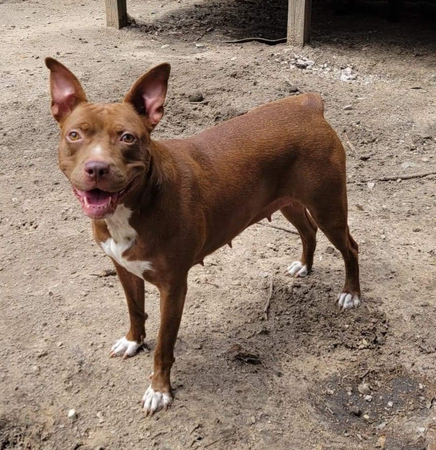 Sequoia Googles #47958, an adoptable Pit Bull Terrier in Bangor, ME, 04401 | Photo Image 1