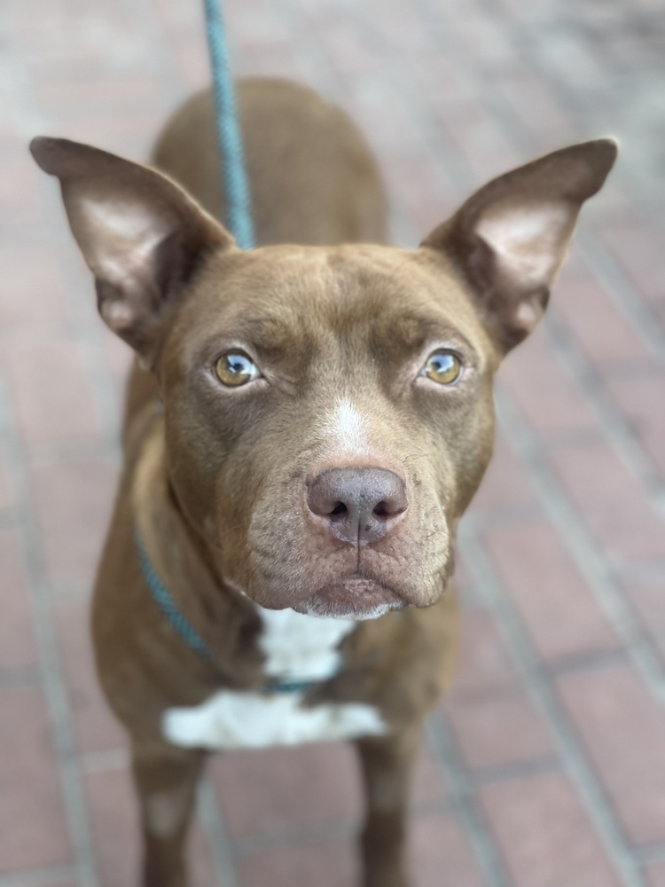 Sequoia Googles #47958, an adoptable Pit Bull Terrier in Bangor, ME, 04401 | Photo Image 1