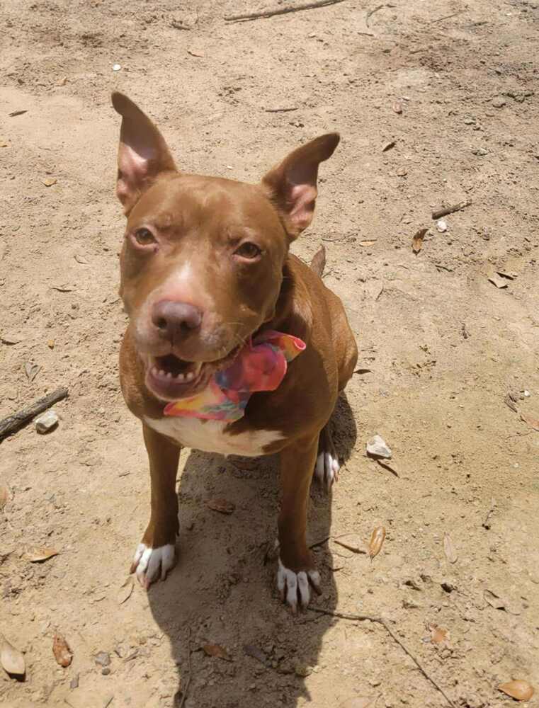 Sequoia Googles #47958, an adoptable Pit Bull Terrier in Halifax, NS, B3J 3A5 | Photo Image 1