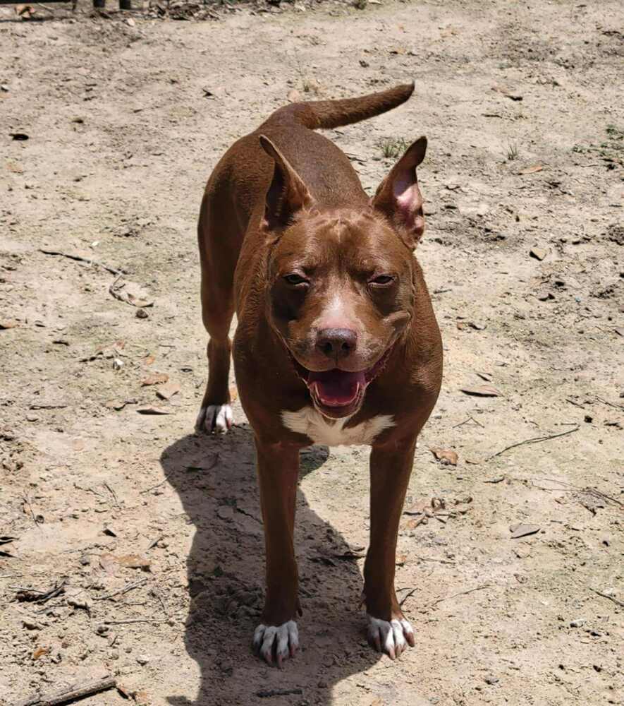 Sequoia Googles #47958, an adoptable Pit Bull Terrier in Halifax, NS, B3J 3A5 | Photo Image 2