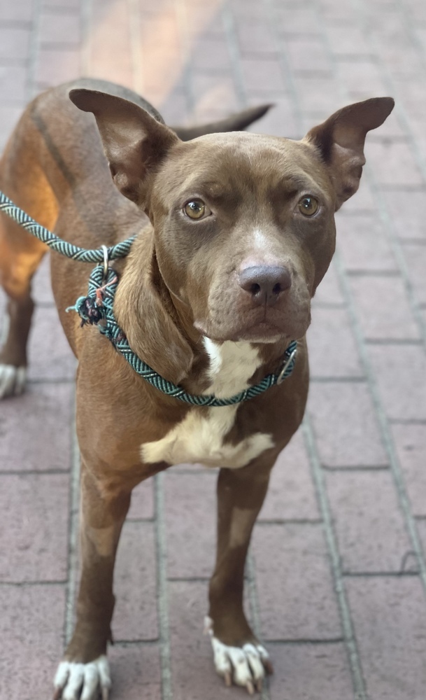 Sequoia Googles #47958, an adoptable Pit Bull Terrier in Bangor, ME, 04401 | Photo Image 3