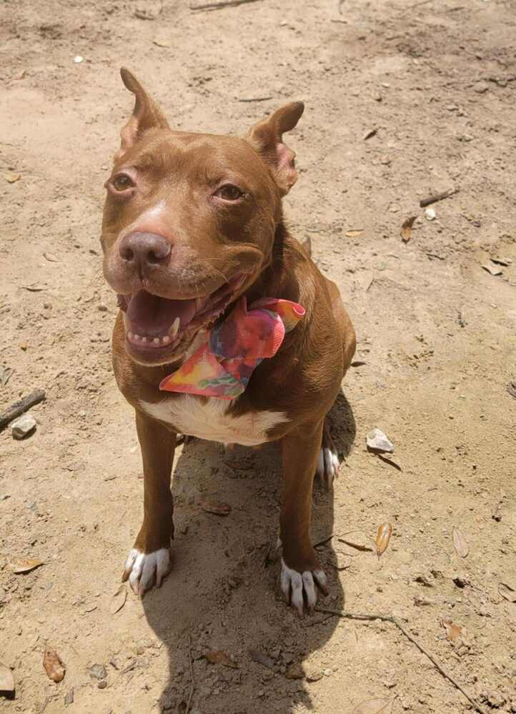 Sequoia Googles #47958, an adoptable Pit Bull Terrier in Halifax, NS, B3J 3A5 | Photo Image 3