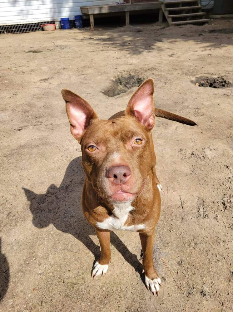 Sequoia Googles #47958, an adoptable Pit Bull Terrier in Bangor, ME, 04401 | Photo Image 4