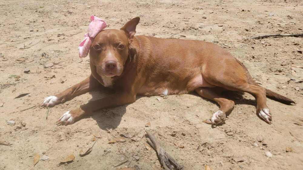 Sequoia Googles #47958, an adoptable Pit Bull Terrier in Halifax, NS, B3J 3A5 | Photo Image 4