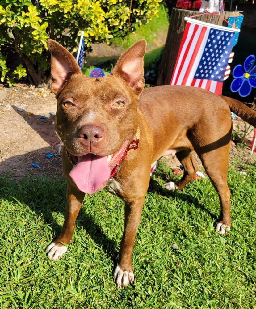 Sequoia Googles #47958, an adoptable Pit Bull Terrier in Bangor, ME, 04401 | Photo Image 5