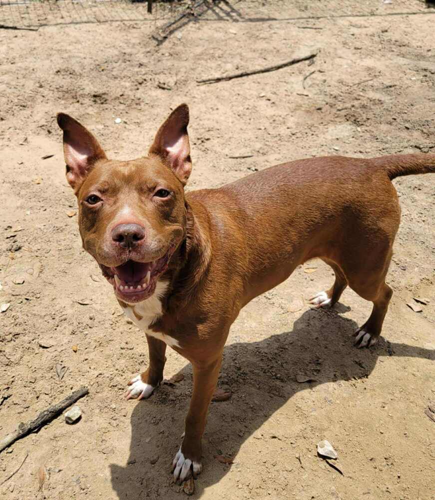 Sequoia Googles #47958, an adoptable Pit Bull Terrier in Halifax, NS, B3J 3A5 | Photo Image 5