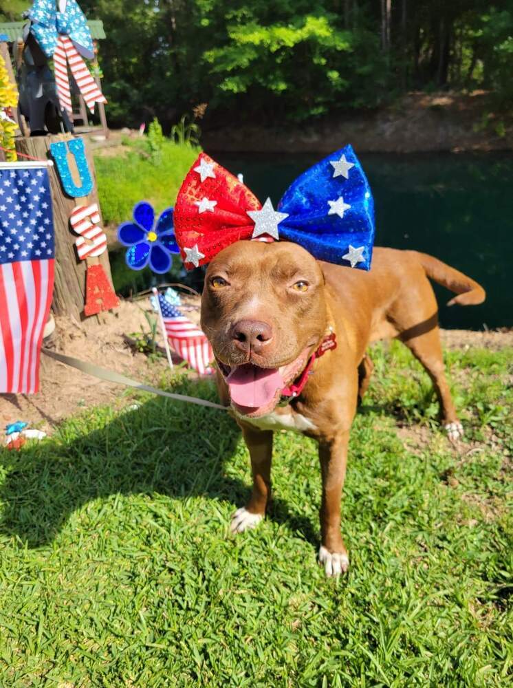 Sequoia Googles #47958, an adoptable Pit Bull Terrier in Bangor, ME, 04401 | Photo Image 6