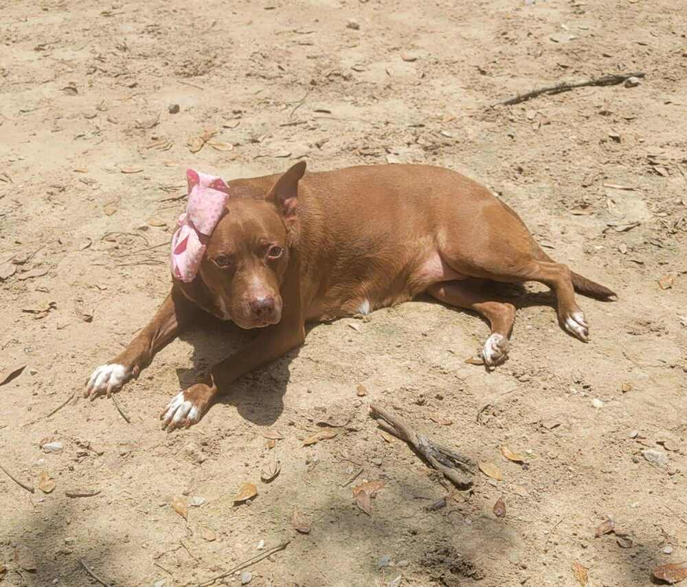 Sequoia Googles #47958, an adoptable Pit Bull Terrier in Halifax, NS, B3J 3A5 | Photo Image 6