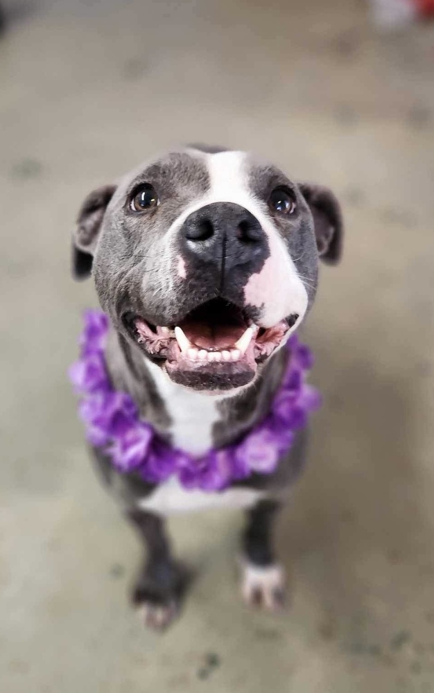 Jayda, an adoptable Pit Bull Terrier in Fredericton, NB, E3B 1B5 | Photo Image 1