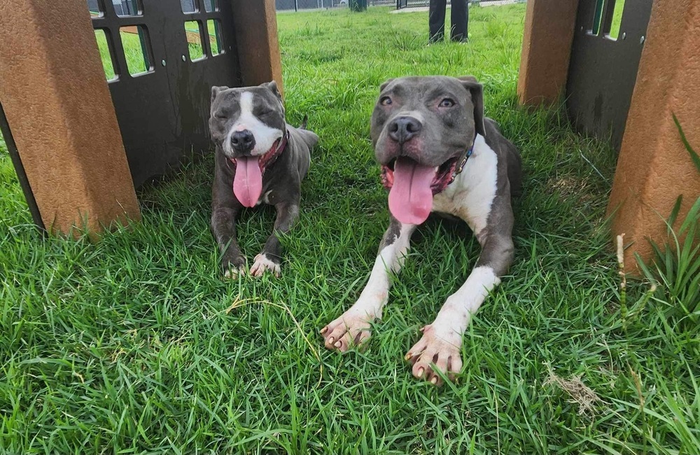 Jayda, an adoptable Pit Bull Terrier in Fredericton, NB, E3B 1B5 | Photo Image 3