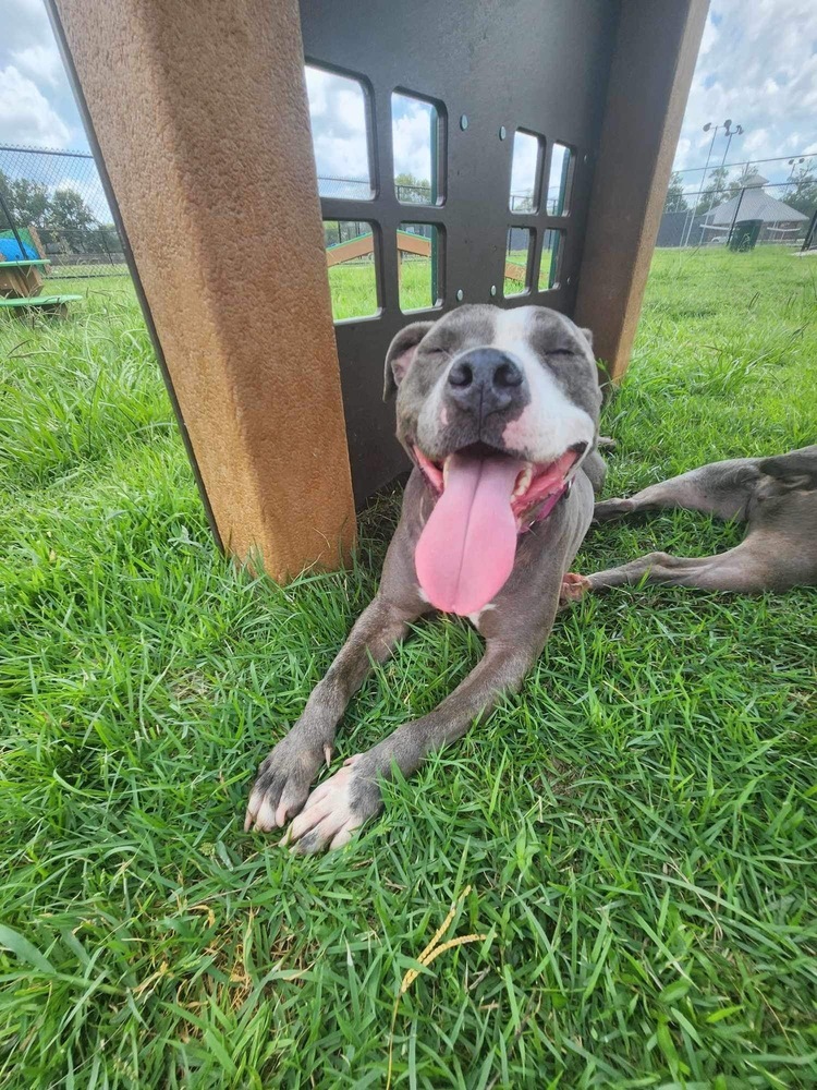 Jayda, an adoptable Pit Bull Terrier in Fredericton, NB, E3B 1B5 | Photo Image 6