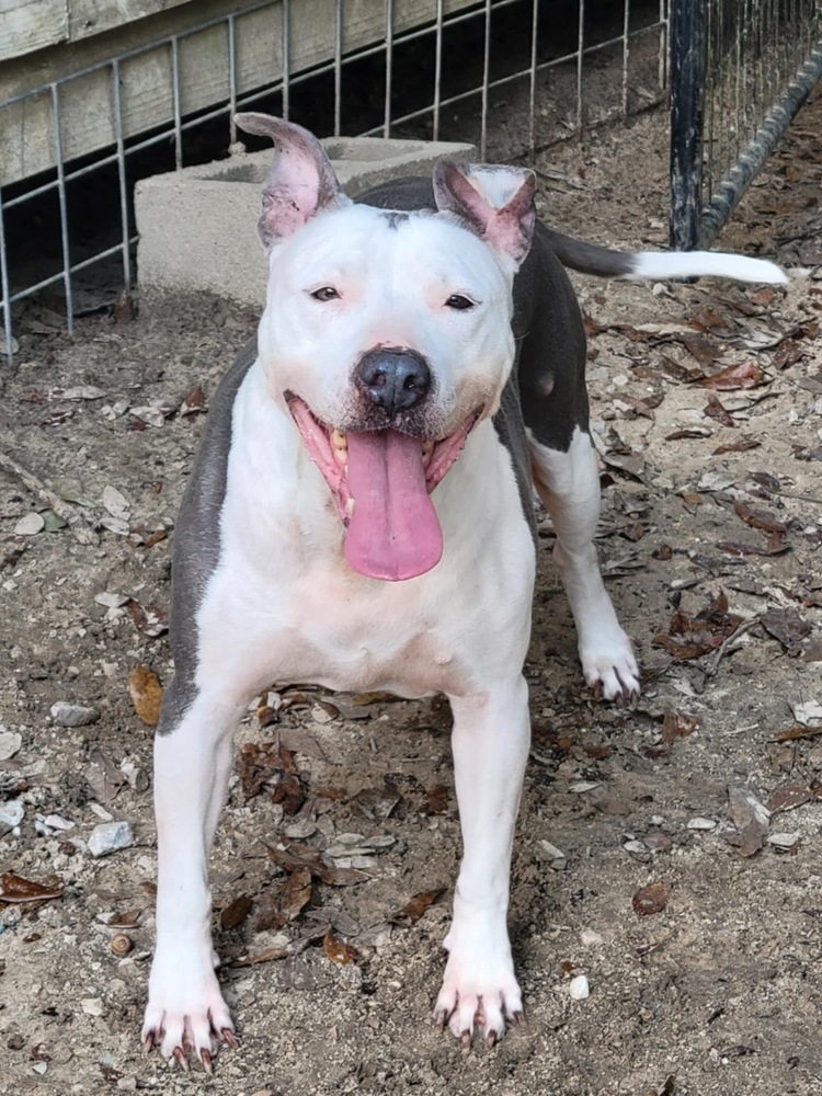 Shasta #48185, an adoptable Pit Bull Terrier in Halifax, NS, B3J 3A5 | Photo Image 1