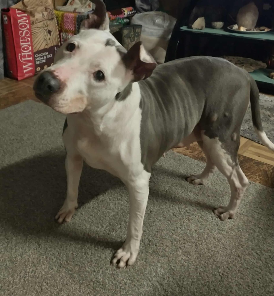 Shasta #48185, an adoptable Pit Bull Terrier in Halifax, NS, B3J 3A5 | Photo Image 1