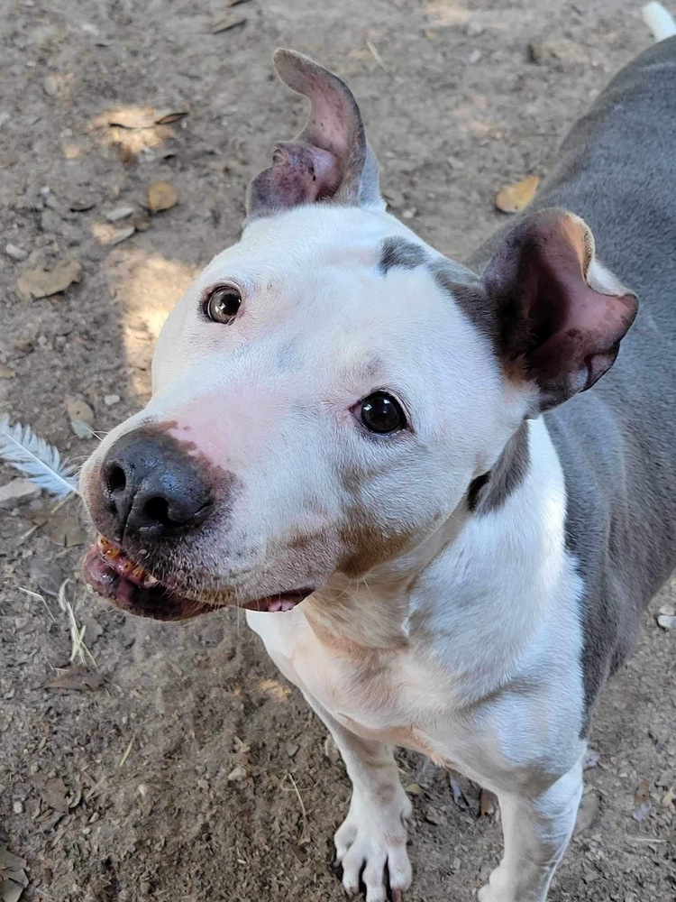 Shasta #48185, an adoptable Pit Bull Terrier in Halifax, NS, B3J 3A5 | Photo Image 1