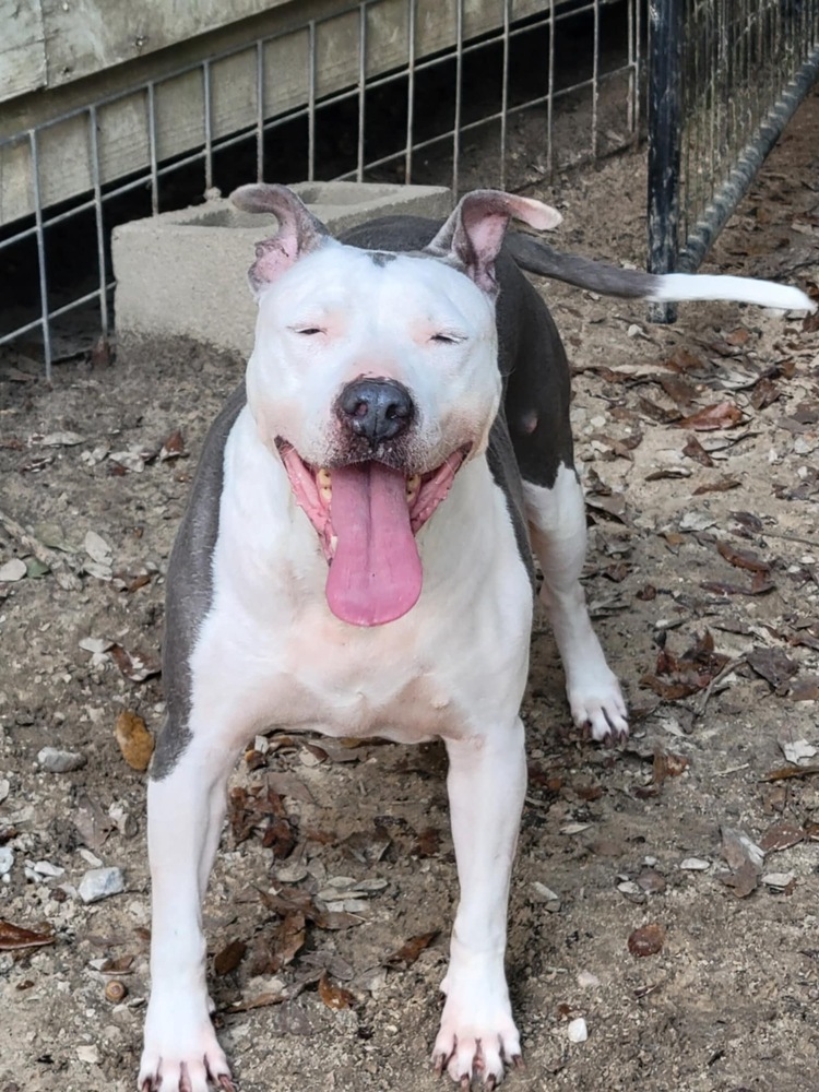 Shasta #48185, an adoptable Pit Bull Terrier in Halifax, NS, B3J 3A5 | Photo Image 2