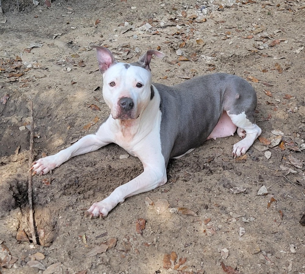 Shasta #48185, an adoptable Pit Bull Terrier in Halifax, NS, B3J 3A5 | Photo Image 3