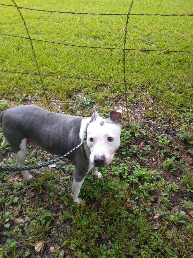 Shasta #48185, an adoptable Pit Bull Terrier in Halifax, NS, B3J 3A5 | Photo Image 3