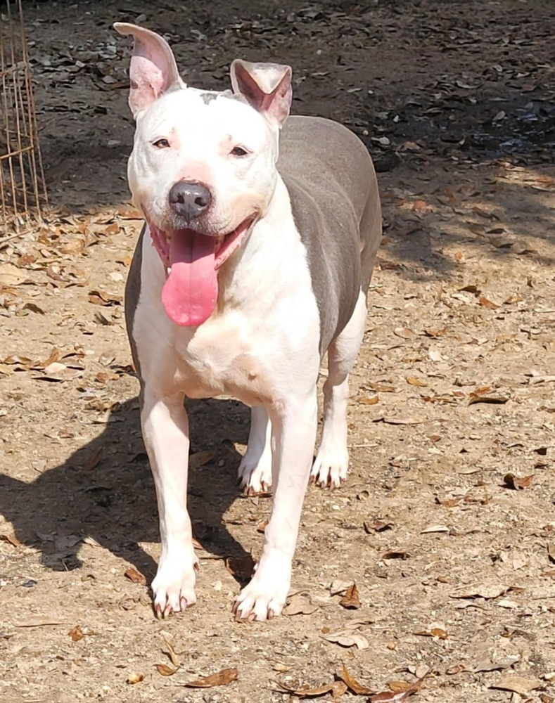 Shasta #48185, an adoptable Pit Bull Terrier in Halifax, NS, B3J 3A5 | Photo Image 4