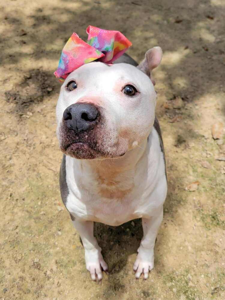 Shasta #48185, an adoptable Pit Bull Terrier in Halifax, NS, B3J 3A5 | Photo Image 4