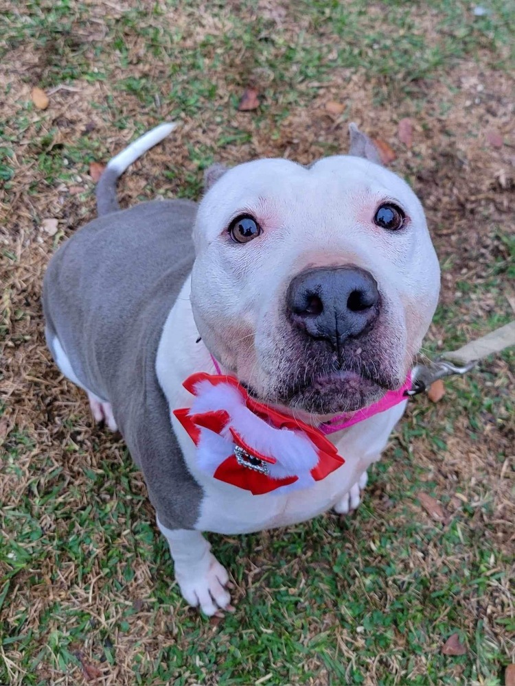 Shasta #48185, an adoptable Pit Bull Terrier in Halifax, NS, B3J 3A5 | Photo Image 4