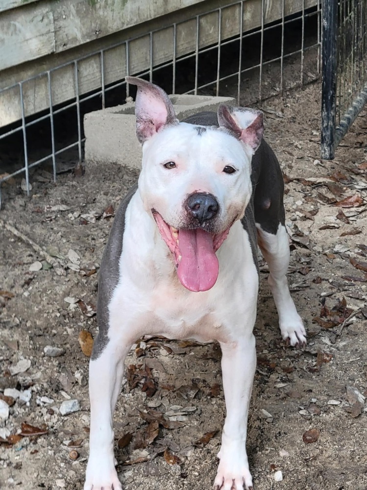 Shasta #48185, an adoptable Pit Bull Terrier in Halifax, NS, B3J 3A5 | Photo Image 5