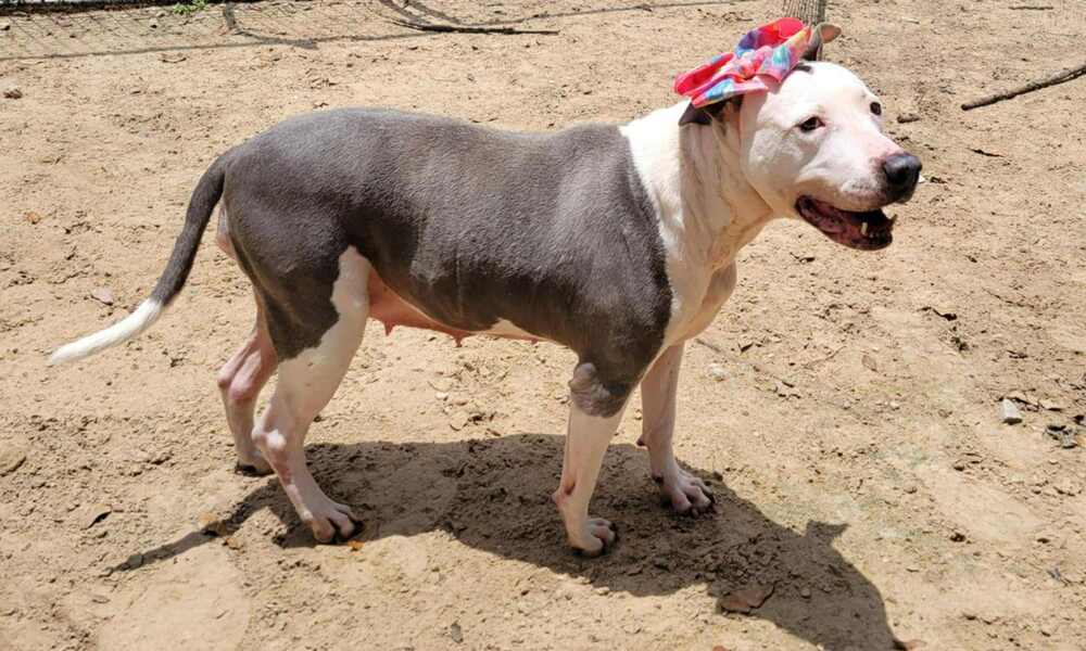 Shasta #48185, an adoptable Pit Bull Terrier in Halifax, NS, B3J 3A5 | Photo Image 5