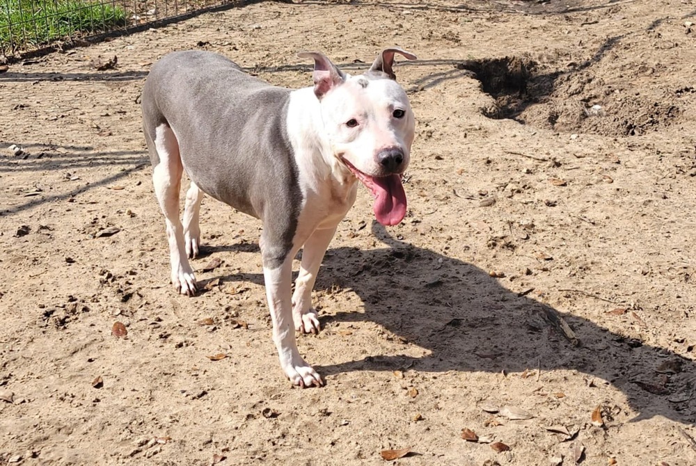 Shasta #48185, an adoptable Pit Bull Terrier in Halifax, NS, B3J 3A5 | Photo Image 6