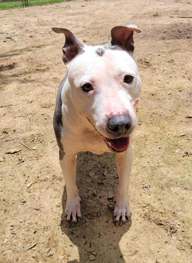 Shasta #48185, an adoptable Pit Bull Terrier in Halifax, NS, B3J 3A5 | Photo Image 6