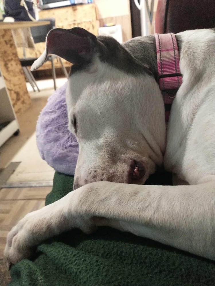 Shasta #48185, an adoptable Pit Bull Terrier in Halifax, NS, B3J 3A5 | Photo Image 6