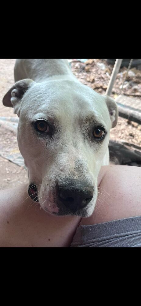 Rocky 2, an adoptable Black Mouth Cur in Staunton, VA, 24401 | Photo Image 1