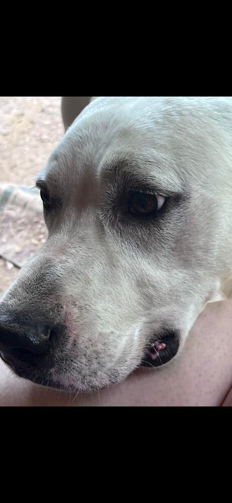 Rocky 2, an adoptable Black Mouth Cur in Staunton, VA, 24401 | Photo Image 2