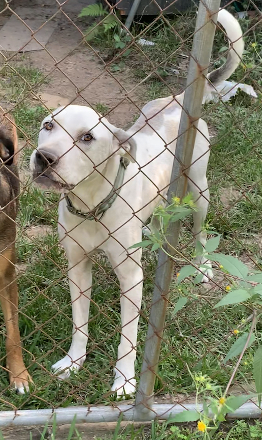 Rocky 2, an adoptable Black Mouth Cur in Staunton, VA, 24401 | Photo Image 3