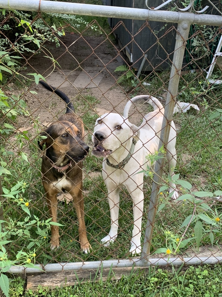 Rocky 2, an adoptable Black Mouth Cur in Staunton, VA, 24401 | Photo Image 4