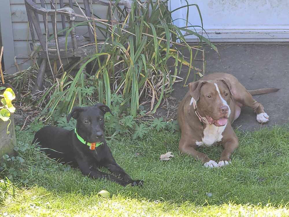 Alonso #46488, an adoptable Pit Bull Terrier in Lower Sackville, NS, B4C 2Y8 | Photo Image 5