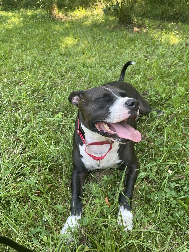 Risotto #49601, an adoptable American Staffordshire Terrier, Pit Bull Terrier in Aulac, NB, E4L 2X2 | Photo Image 1